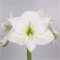 Амариллис St-Hippeastrum St-Ga Casablanca-90cm 7f58eaf2-8c81-11ee-0a80-14300049b331
