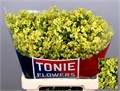 Лимониум-Limonium-Sin Yellow Diam-70cm-24gr 7f5f9400-f99b-11ed-0a80-14030000ddec