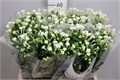 Бувардия-Bouvardia-En Whi Sensation--60cm 7f64a281-c482-11ec-0a80-0d2200353599