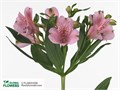 Альстромерия-Alstroemeria-Pink Floyd-75cm-85gr 7f6548fe-f99b-11ed-0a80-14030000ddef