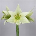 Амариллис St-Hippeastrum St-Di Green Valley-70cm 7f822113-8c81-11ee-0a80-14300049b33a