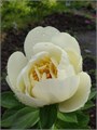 Пион-Paeonia-Early Sensation-60cm 7f8b6eb3-f99b-11ed-0a80-14030000ddf5