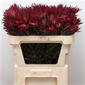Леукадендрон-Leucadendron-Fireglow-60cm 7f8be135-8c81-11ee-0a80-14300049b33d