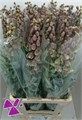 Фритилярия-Fritillaria-Green Dreams-65cm 7f8db2f2-c482-11ec-0a80-0d22003535a1