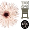 Гербера-Gerbera-Gr Spider Cream Springs Diamond-50cm 7f976594-c482-11ec-0a80-0d22003535a5