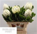 Протея-Protea-Cy Ayoba A Ic-40cm 0d4c94af-519d-11f0-0a80-078f001aee26
