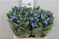 Незабудка-Myosotis-Al Blue Memory-55cm 7fa521ef-c482-11ec-0a80-0d22003535a8