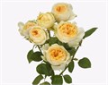 Роза куст-Rosa sp-Silva Sunny-50cm-CN 7fa94fa3-75b6-11ef-0a80-143b002e631e