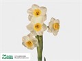 Нарцис-Narcisus-Ta Avalanche--48cm-45gr 7fa9d006-c482-11ec-0a80-0d22003535ac
