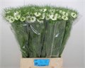 Нигелла-Nigela- D Bridal White-75cm-999gr 7fb06cd4-c482-11ec-0a80-0d22003535af