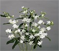 Оксипеталум-Oxypetalum-Co Perf Whi Harm-65cm 7fb9e994-c482-11ec-0a80-0d22003535b2