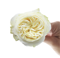 Роза-Rosa-Coldplay-70cm-AG 7fba4c61-7e5a-11ee-0a80-098000008a68