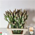 Ирис-Iris-G Cup Race-65cm-70gr 0d4dc667-fd72-11ed-0a80-0db50025ee49