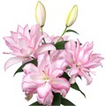 Лилия-Lilium-Or Du Anouska-85cm 7fc94768-8c81-11ee-0a80-14300049b34c