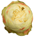 Роза-Rosa-Khela-60cm-PE 7fc95703-bfa9-11ec-0a80-0b4c000bdf01