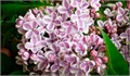 Сирень-Syringia-V Lila Wonder--50cm 7fccf02a-c482-11ec-0a80-0d22003535b7