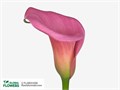 Калла-Zantedechia-Capt Samba-55cm 7fda852e-c482-11ec-0a80-0d22003535bb