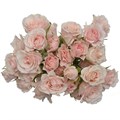 Роза куст-Rosa sp-Pink Majolika-50cm-IS 8005fe7e-68ca-11ee-0a80-0f2f0005c4c5