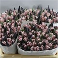 Тюльпан-Tulip-En Brownies A-40cm-40gr 0d4f132f-0376-11ed-0a80-0636003af649