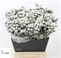 Бруния-Brunia-Ayoba Silv Moon-50cm 800aa71e-8c81-11ee-0a80-14300049b34f