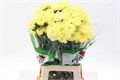 Гвоздика ст-Dianthus st-Iliad Yellow-70cm 8015fa17-c482-11ec-0a80-0d22003535c6