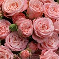 Роза куст-Rosa sp-Madam Bombastic--60cm-Ge 801bf96d-61e1-11ed-0a80-0c6d002daf86