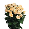 Роза куст-Rosa tr-Trinity-70cm 80244222-8c81-11ee-0a80-14300049b355