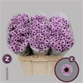 Хризантема сант-Chrysant sant-Yin Yang Pink-55cm-120gr 8025cac1-c482-11ec-0a80-0d22003535c9
