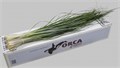 Берграс-Beargrass-85cm 804f5cde-c482-11ec-0a80-0d22003535d3