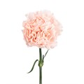Гвоздика-Carnation-Charisma-60cm-Si 8057492a-0330-11ef-0a80-0f0e00013ea7