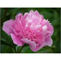 Пион-Paeonia-Madam Boulanger-50cm 0d5135b0-e734-11ed-0a80-110f001e23a9