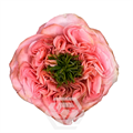 Роза-Rosa-Mandarin Xpression-60cm-IS 806cc357-5c28-11f0-0a80-0841001f53c7