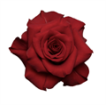Роза-Rosa-Mamma Mia-50cm-Ba 807573e4-badf-11ee-0a80-068500009a72