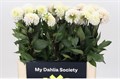 Георгин-Dahlia-White Ball Isa Extra-60cm 808601ea-1c6c-11ed-0a80-012e004ac164
