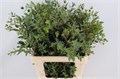 Эвкалипт-Eucalyptus-Parvifolia-70cm-300gr 80893eef-c482-11ec-0a80-0d22003535e0
