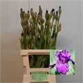 Ирис-Iris-G Cup Race-75cm-150gr 0d5229d5-fd72-11ed-0a80-0db50025ee4c