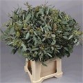 Эвкалипт-Eucalyptus-Popules-70cm-300gr 808fba82-c482-11ec-0a80-0d22003535e3