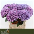 Гортензия-Hydrangea-M Cassanova-75cm 809a902a-c482-11ec-0a80-0d22003535e7
