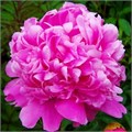Пион-Paeonia-Monsieur Jules Elie-50cm 80a0c374-c482-11ec-0a80-0d22003535eb