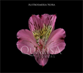 Альстромерия-Alstroemeria-Nora Pink-60cm-QA 80c6721e-a230-11ed-0a80-10b80013bf65