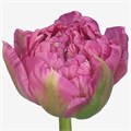 Тюльпан-Tulip-Du Dutch Crown-40cm-44gr 80cb2aab-c482-11ec-0a80-0d22003535f2