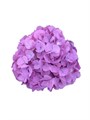 Гортензия-Hydrangea-Candy Floss Milka-60cm-Ft 80d2f75b-bfa6-11ec-0a80-0b4c0008d76a