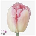 Тюльпан-Tulip-Du Foxtrot-40cm-50gr 80e37baa-c482-11ec-0a80-0d22003535f9