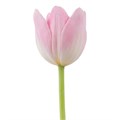 Тюльпан-Tulip-En Dynasty-43cm-48gr 80ea0323-c482-11ec-0a80-0d22003535fc