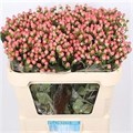 Хиперикум-Hypericum-Coco Casino-/60cm 80fac56d-d65c-11ee-0a80-06c000008190