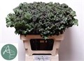 Брассика-Brassica-Crane Ruffle Red-70cm 80fb6040-7826-11ef-0a80-0d58000a6ac4