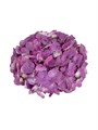 Гортензия-Hydrangea-Candy Floss Purple-60cm-Ft 810652ce-bfa6-11ec-0a80-0b4c0008d799