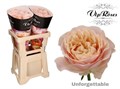 Роза-Rosa-Gr Unforgettable-70cm 8109d7ee-1c6c-11ed-0a80-012e004ac16f