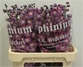 Дельфиниум-Delphinium-Dewi-80cm 810dc716-7826-11ef-0a80-0d58000a6aca