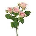 Роза куст-Rosa sp-Pink Irishka--50cm-PE/ 8112088a-cd12-11ec-0a80-0e210076ceed